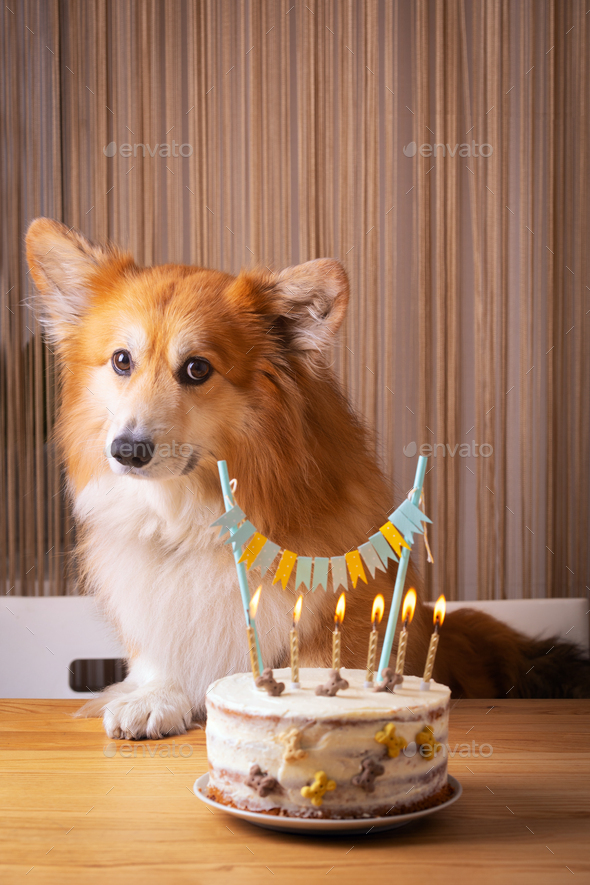happy birthday and dog corgi Stock Photo by azgek | PhotoDune